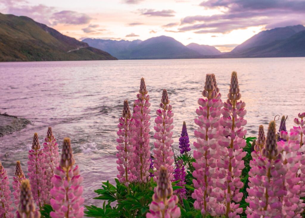 Lupins at sunset on the road from Queenstown to Glenorchy