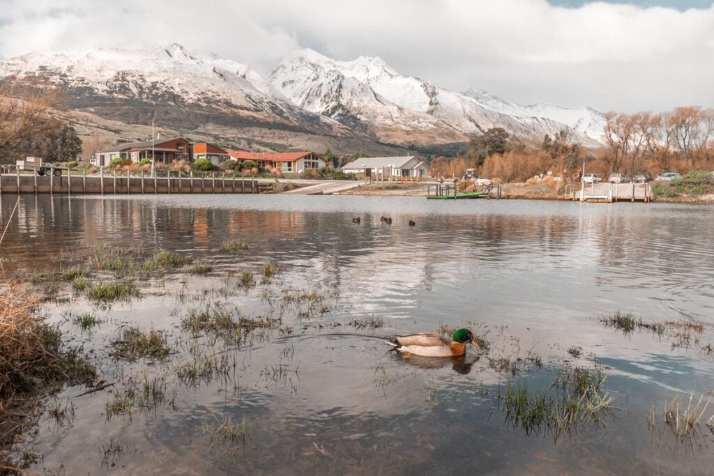 A duck swims in Lake Wakatipu in Glenorchy, New Zealand