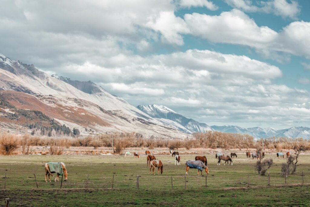 Horses in a field in Gleorchy