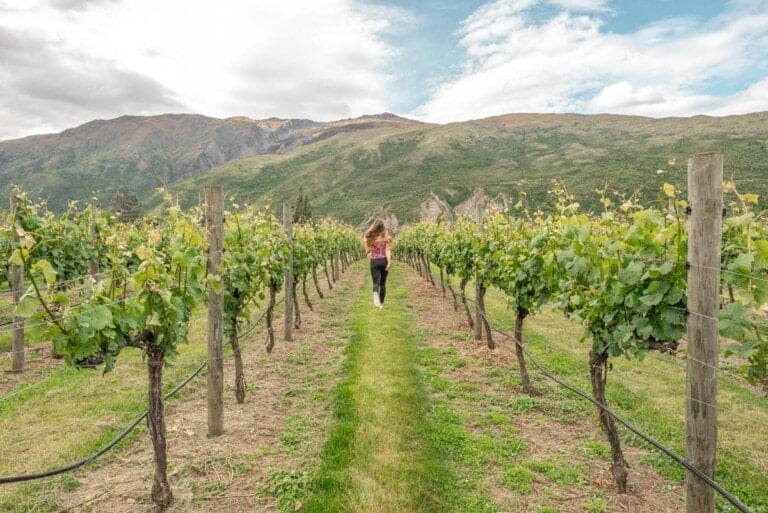 A lady runs through grape vines in the Gibbston valley between Queenstown and Wanaka