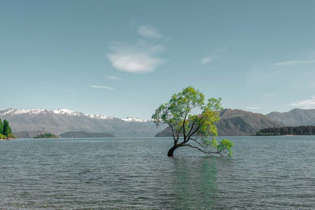 The lone Wanaka Tree during the day