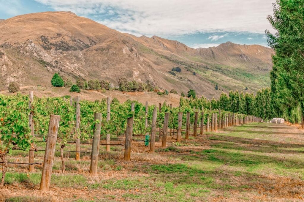 Grape vines at Rippon Winery, Wanaka