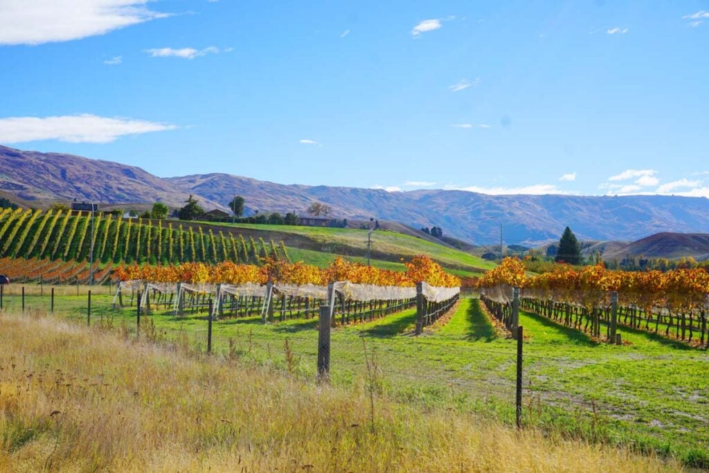 A vineyard in Cromwell, New Zealand