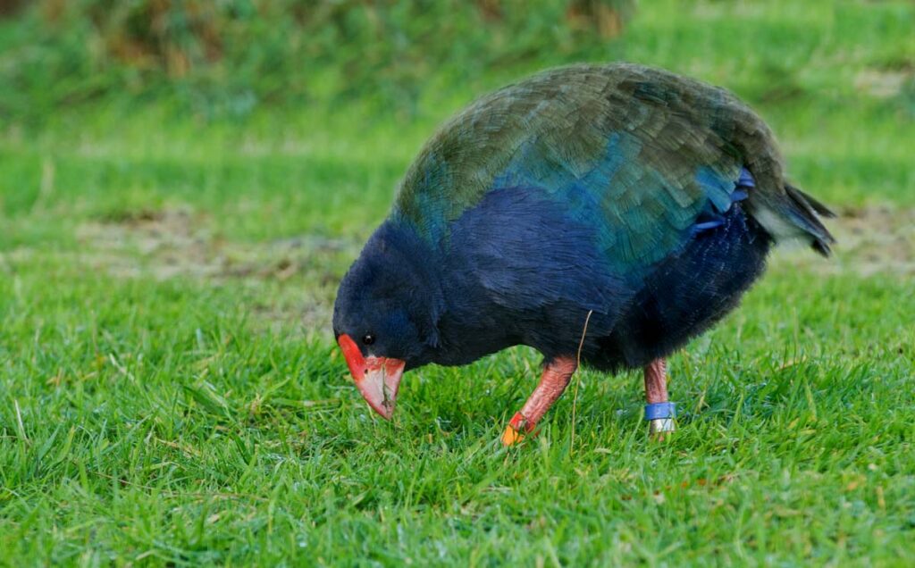 takahe-bird-in-te-anau