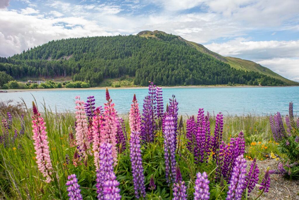 The Lupins at Lake Tekapo