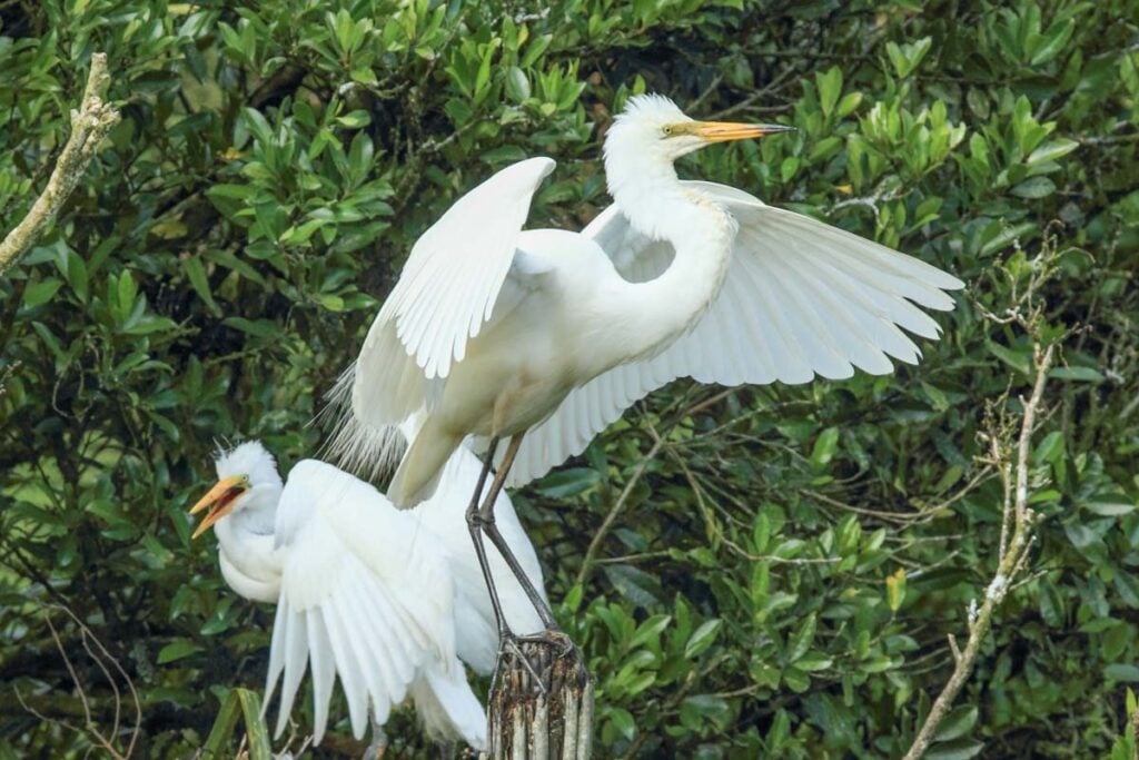 Two white heron at the Waitangi Roto Nature Reserve