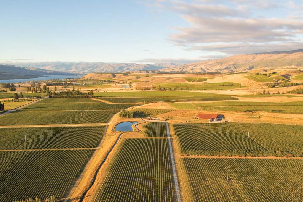 The grape vines from above at Amisfield Restaurant & Cellar Door