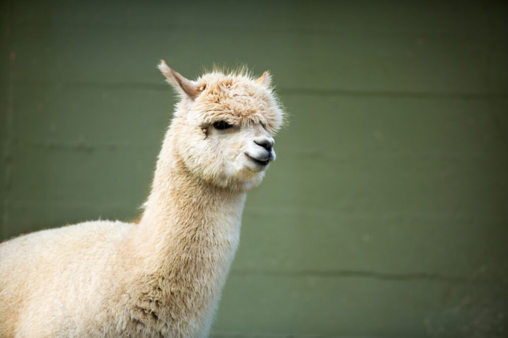 white young alpaca