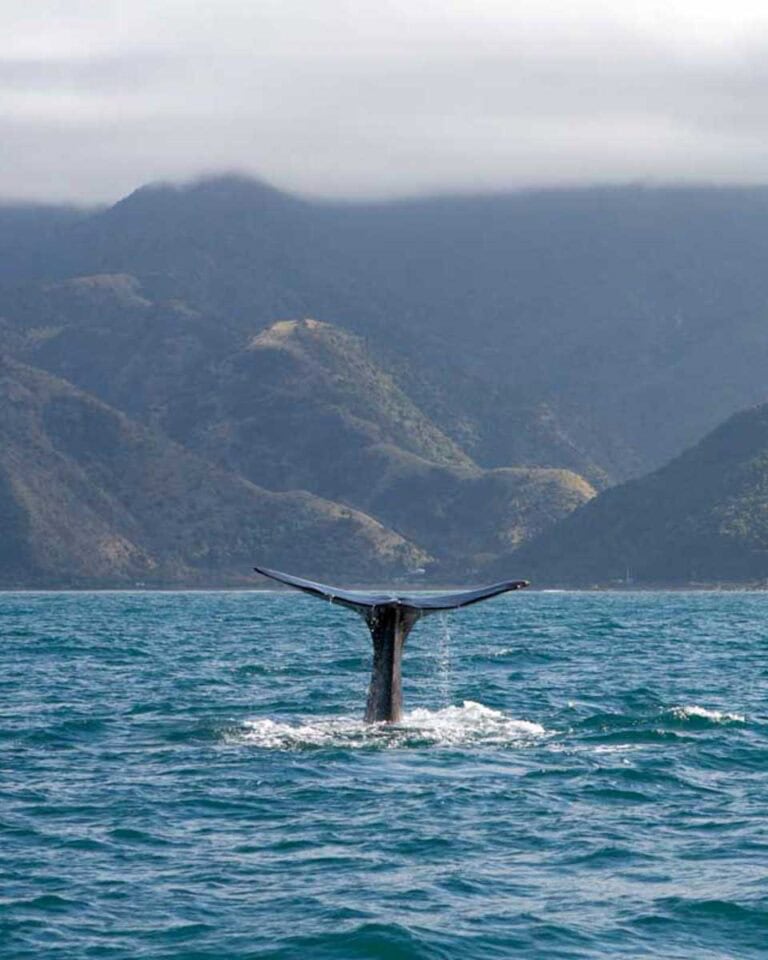 A-whale-tale-breaches-the-water-in-the-bay-around-Kaikoura-NZ-a-seen-on-a-whale-watching-tour