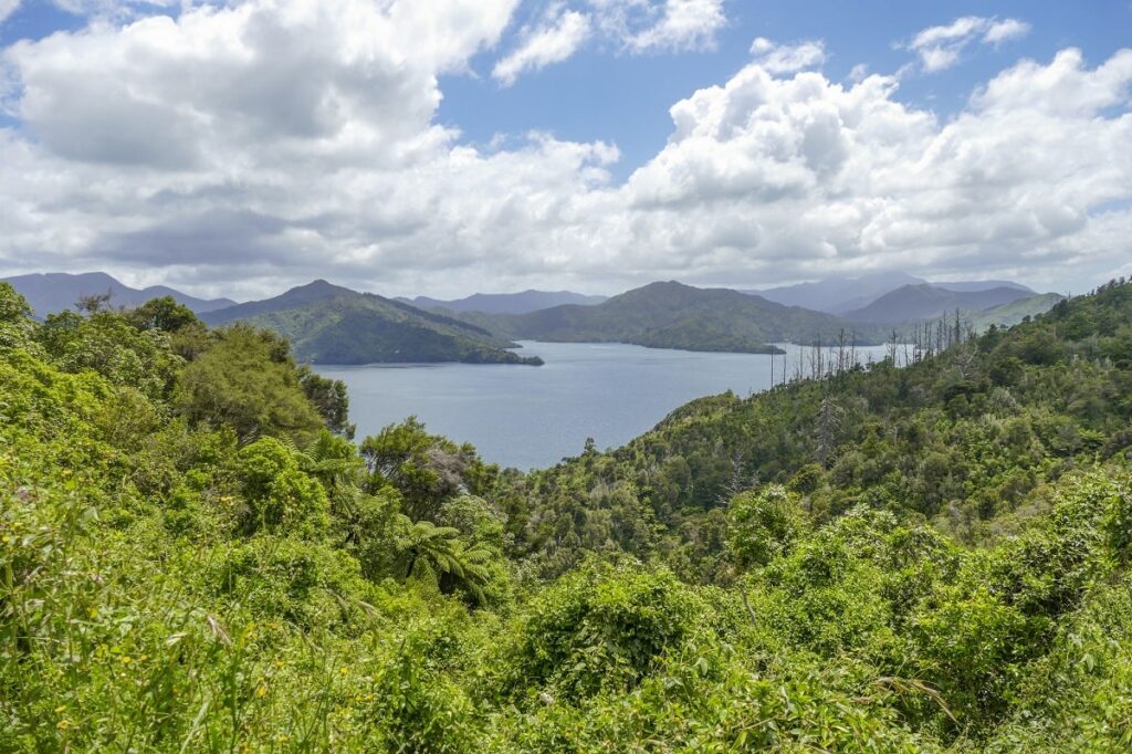 cullen point lookout in the Marlborough Sounds