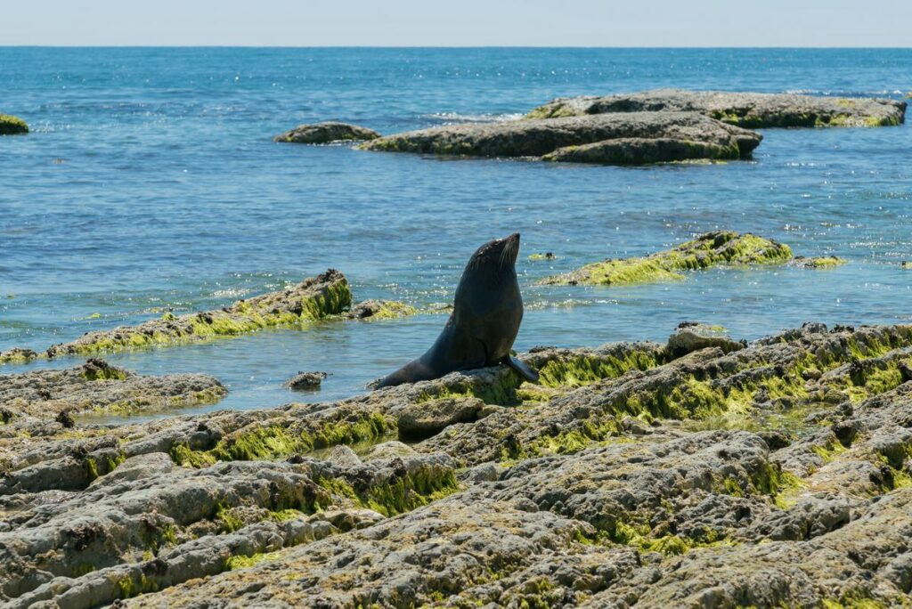 Fur seal on some rocks in Kaikoura