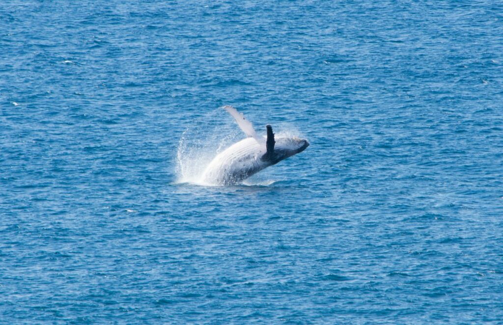 Whale breaching out of the water in Kaikoura