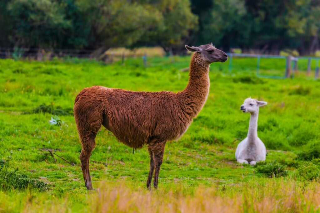 Llamas in Kaikoura getting ready for a trek
