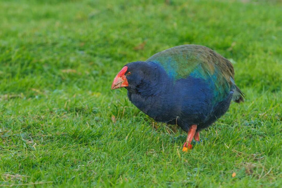 Wildlife in New Zealand 26 MustSee Animals in New Zealand