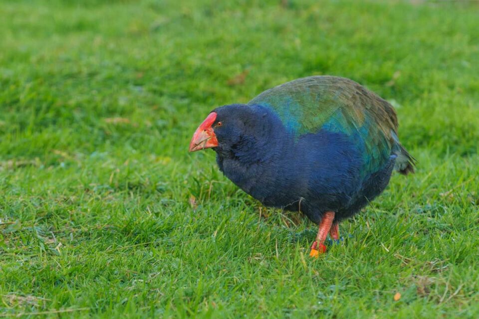 Wildlife in New Zealand 26 MustSee Animals in New Zealand