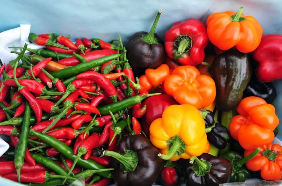 27 Free and Cheap Things to do in Christchurch, New Zealand