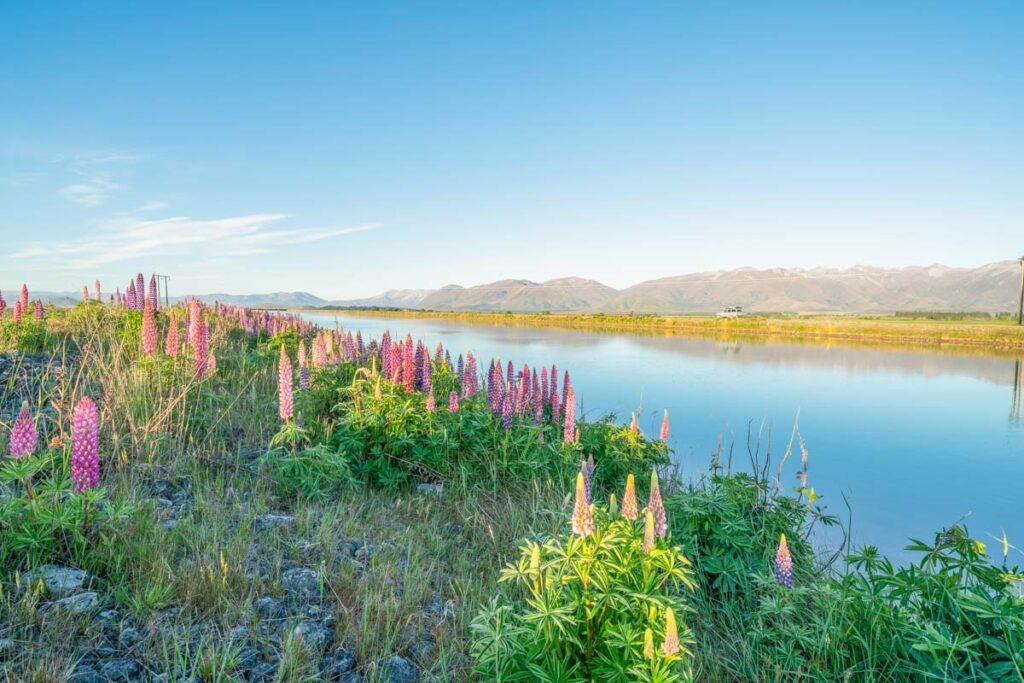 Lupins near a canal in Twizel, New Zealand
