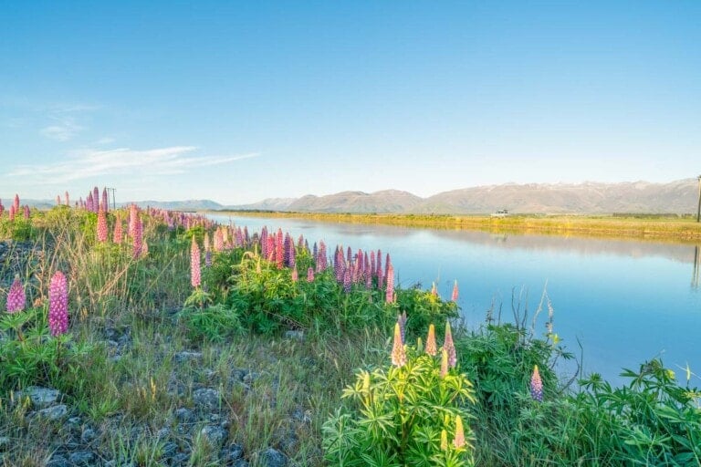 Lupins near a canal in Twizel, New Zealand