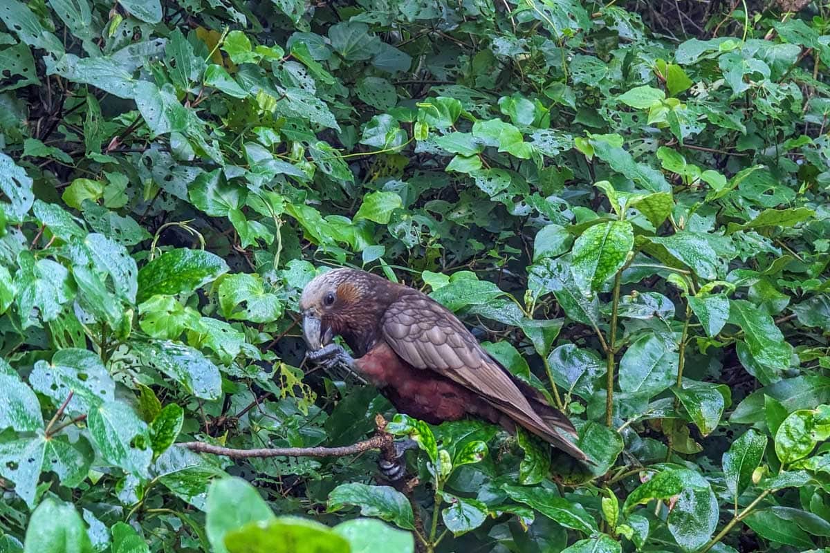 A-kea-seen on a bird watching tour in Rotorua New Zealand