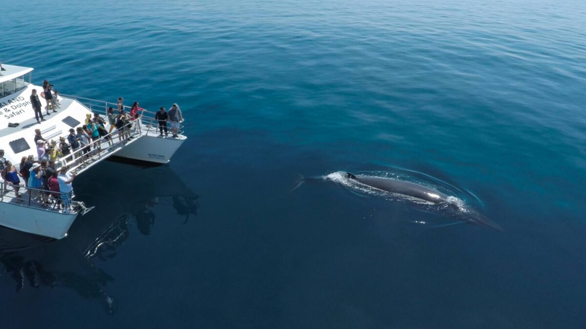 dolphin watching in Auckland, New Zealand