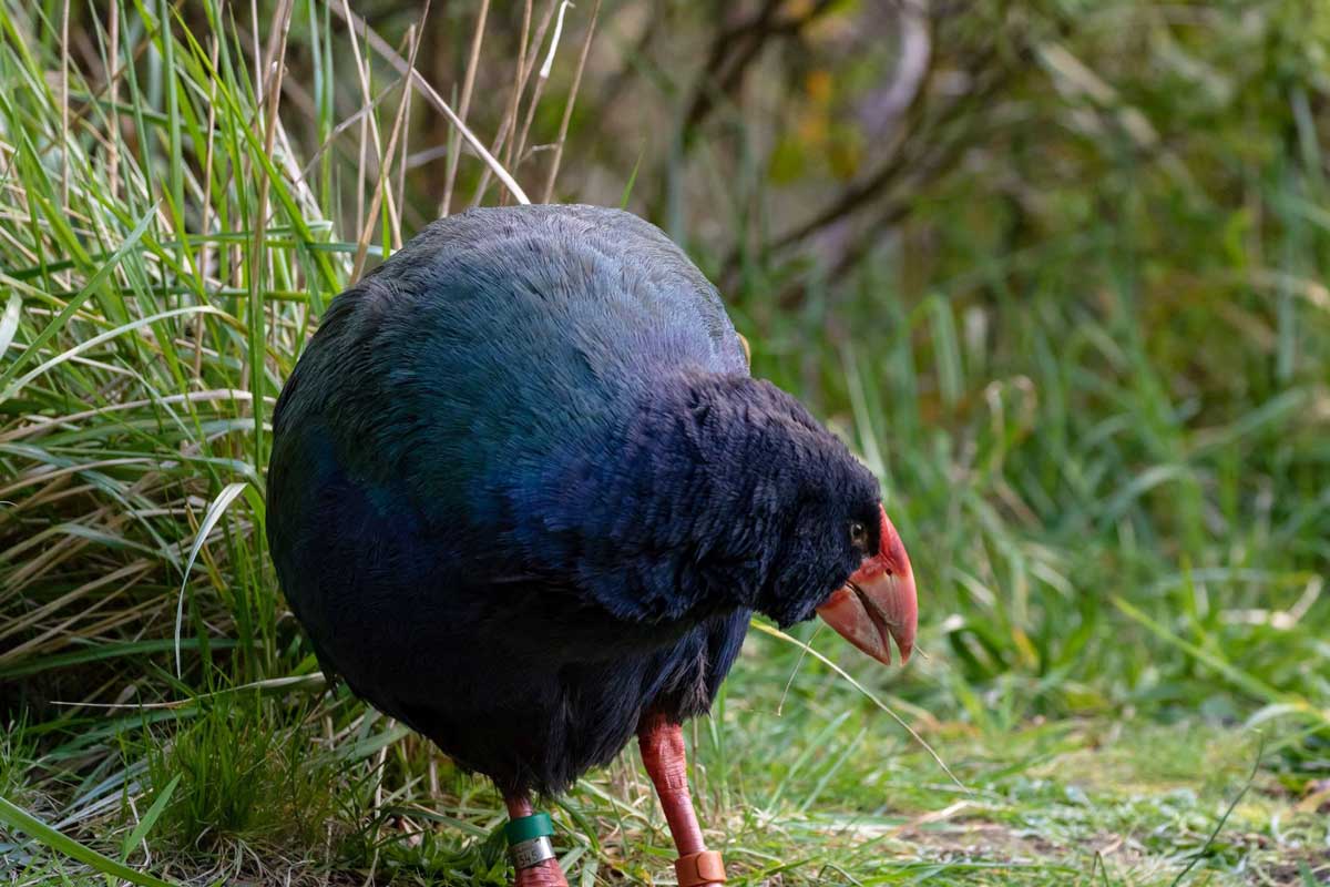takahē in Tiritiri Matangi Island in Auckland, New Zealand