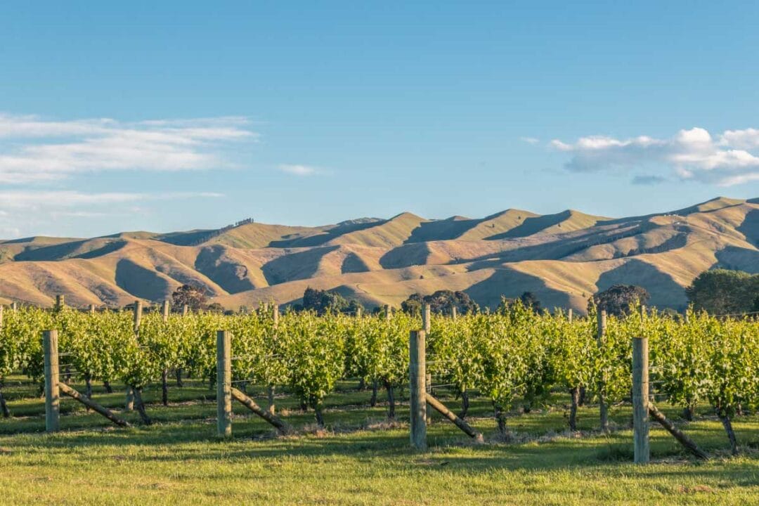 23 BEST Things to do in Blenheim, NZ My Queenstown Diary