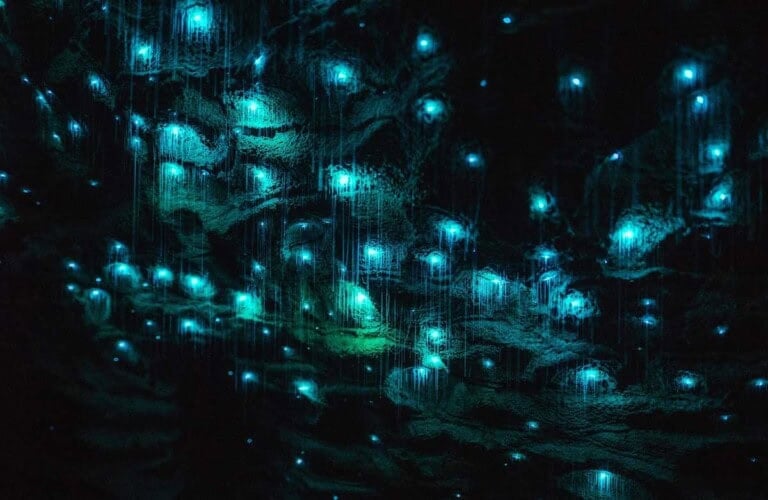 Glow worms at the Waitomo Caves in NZ