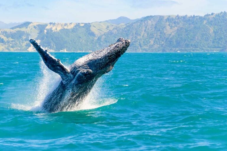 A humpback whale seen on a Whale Watching tour in Kaikoura New Zealand
