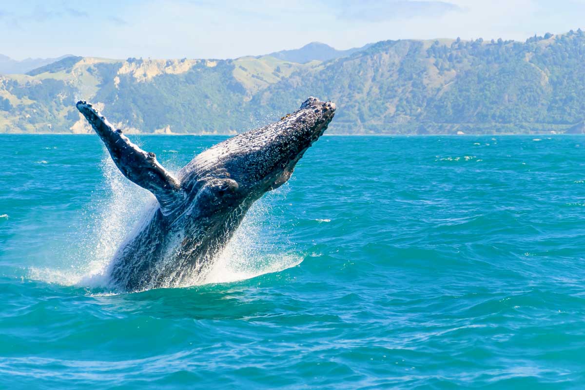 A humpback whale seen on a Whale Watching tour in Kaikoura New Zealand