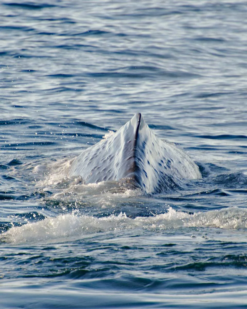 LET'S GET UP CLOSE AND PERSONAL TO A HUMPBACK WHALE'S SKIN