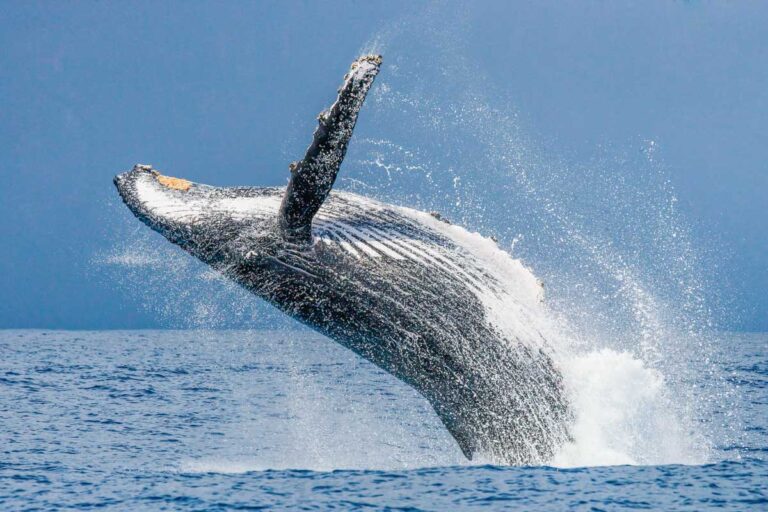 A large humpback whale breaches the water on a tour in Kaikoura
