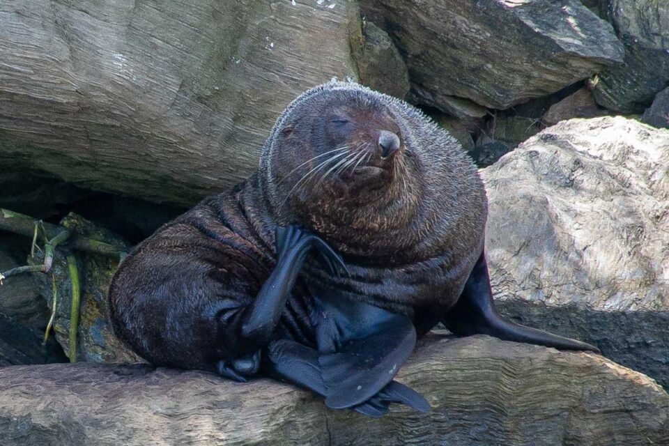 Wildlife in New Zealand 26 MustSee Animals in New Zealand