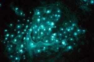 Glow worms in New Zealand