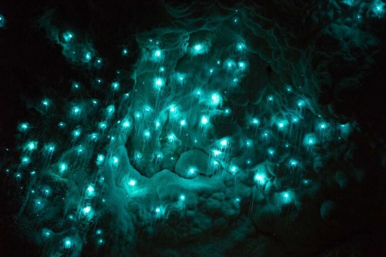 Glow worms in New Zealand