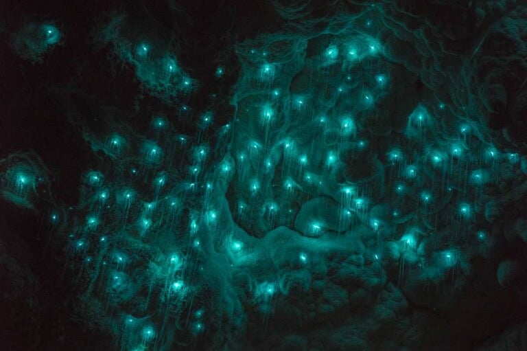 Te Anau Glow Worm Caves 