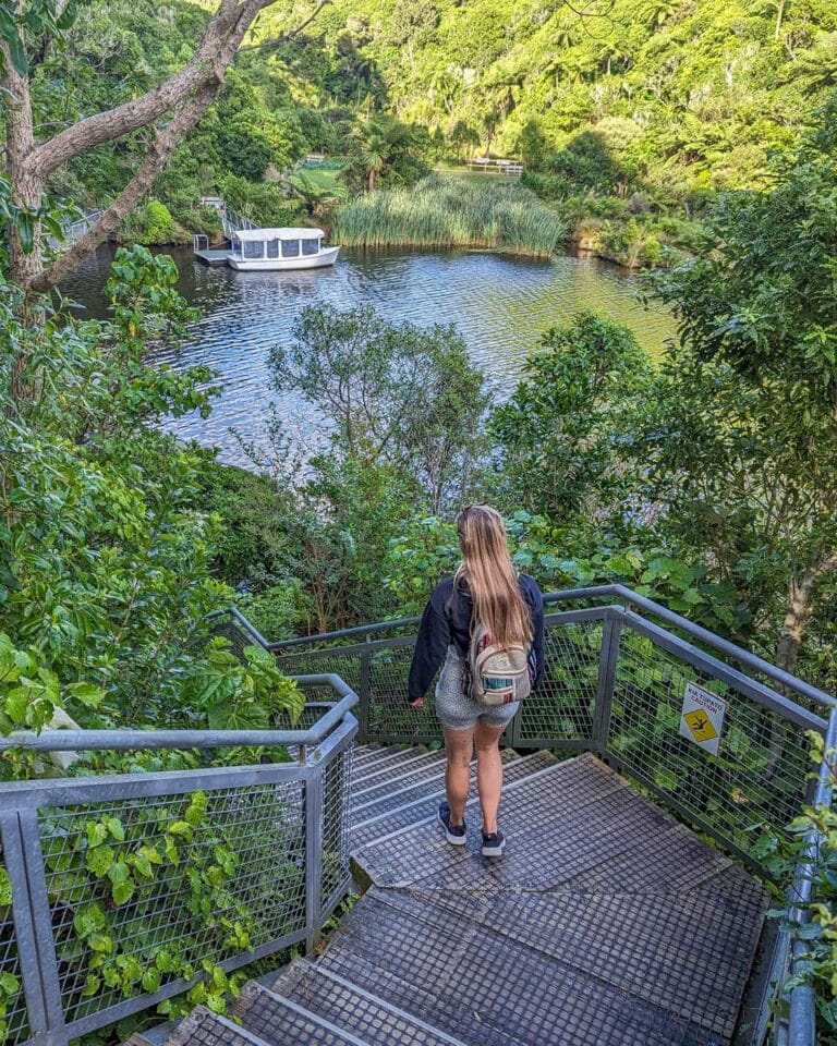 Bailey walks down some steps at Zealandia Ecosanctuary, Wellington