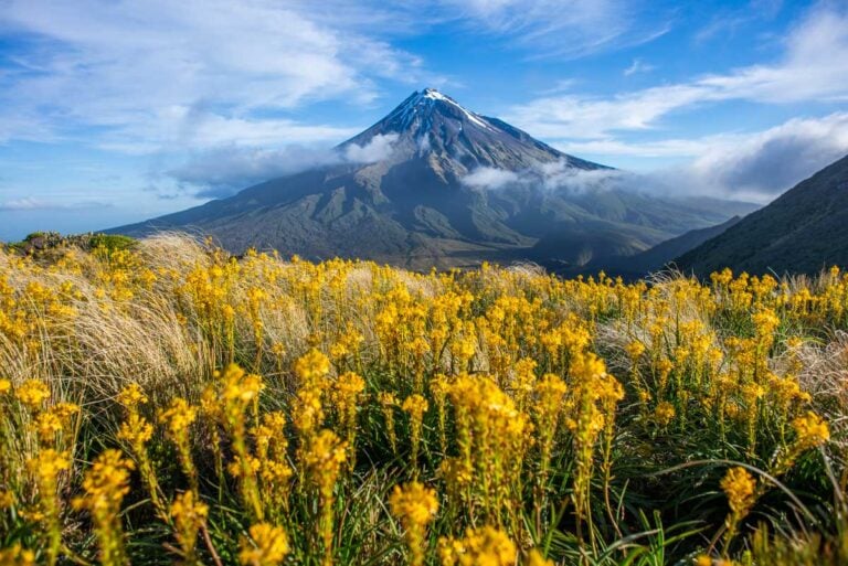 Flowers and view of Mt Taranaki in Egmont National Park