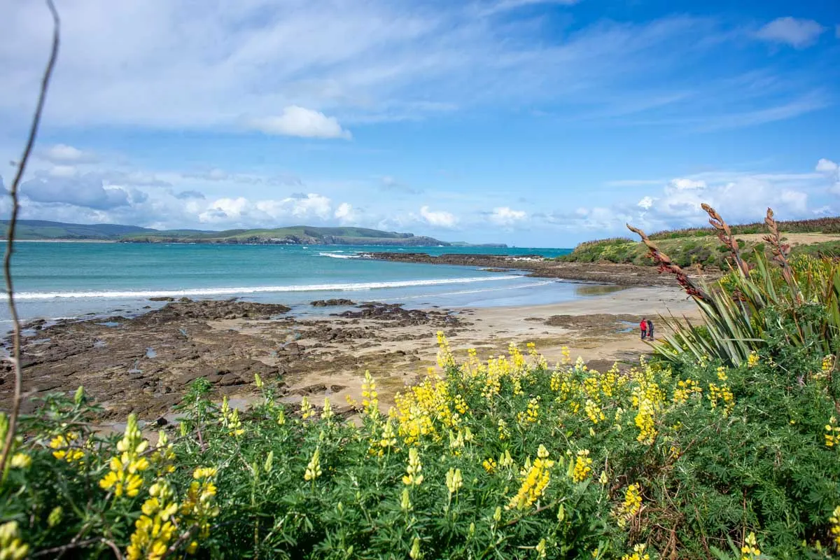 Wild flowers and the ocean at Curio Bay New Zealand