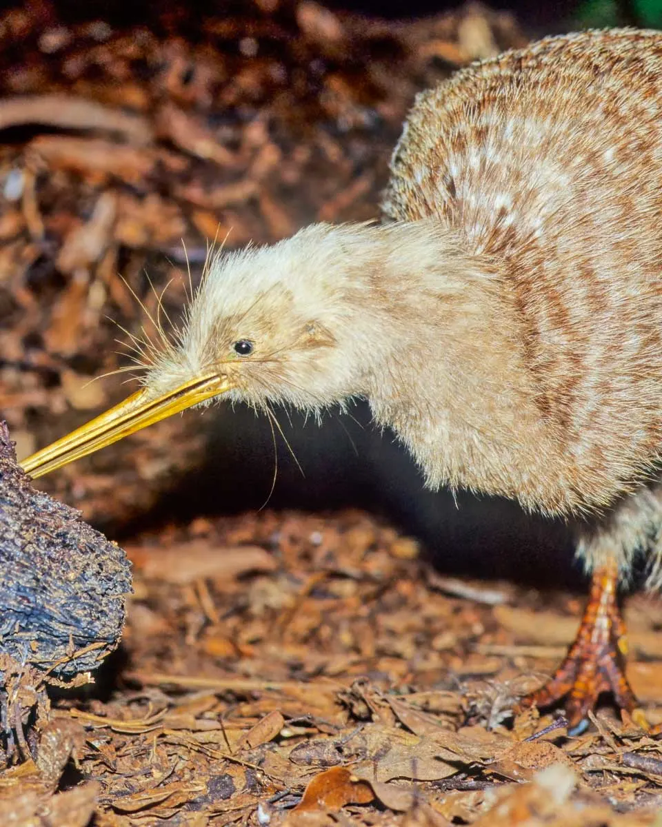 A flightless kiwi seen at the kiwi birdlife park in Queenstown New Zealand