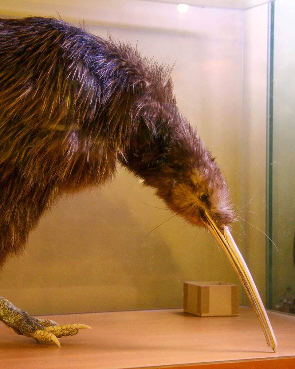 An exhibit at the Kiwi Birdlife Park in Queenstown New Zealand