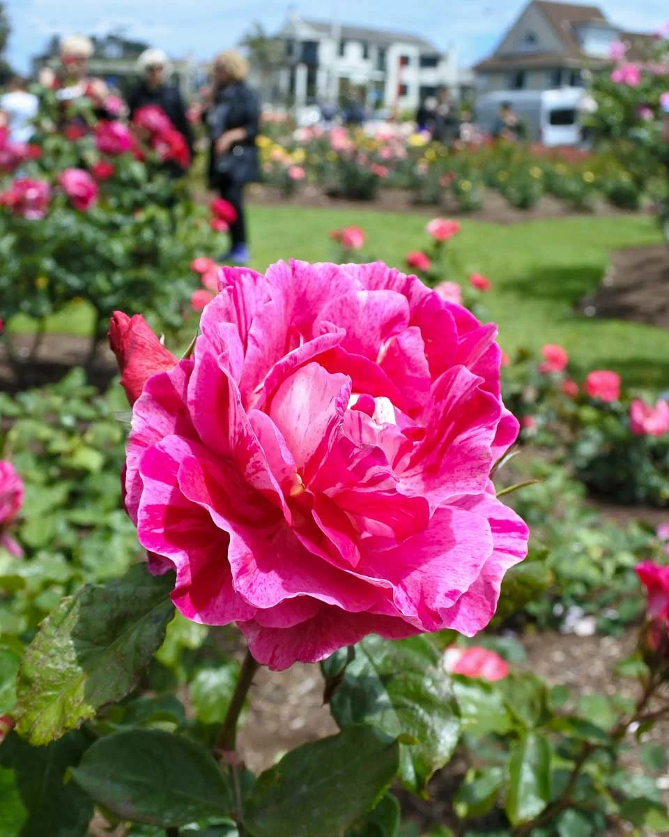 The Parnell Rose Gardens in Auckland New Zealand (1)