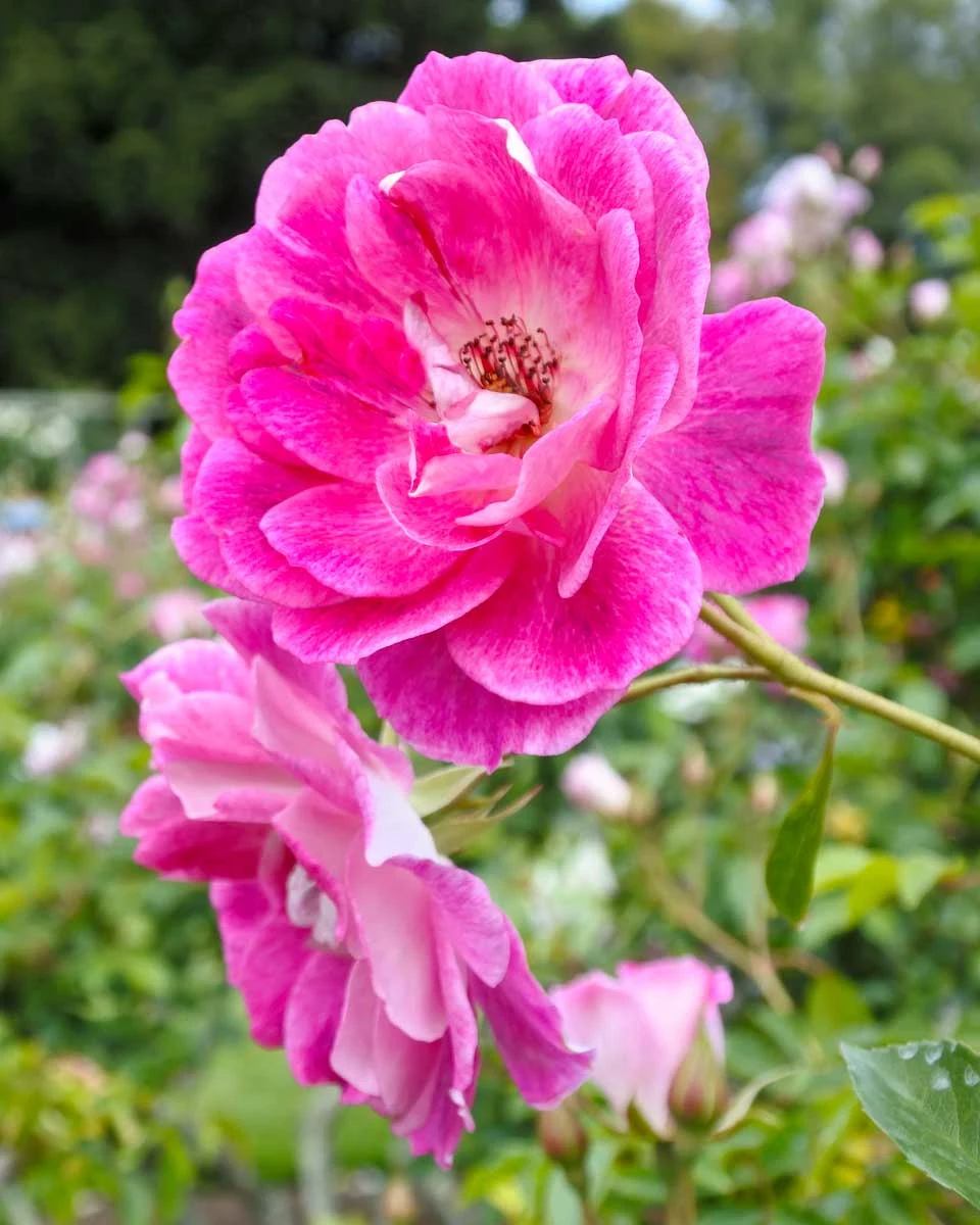 The Parnell Rose Gardens in Auckland New Zealand (2)