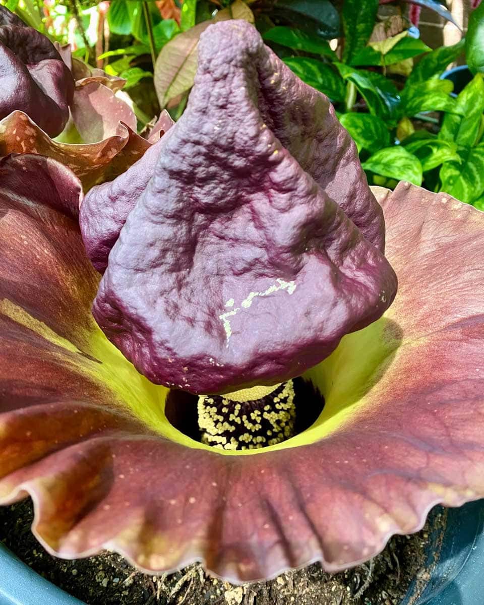 Auckland Wintergarden in Auckland New Zealand 1