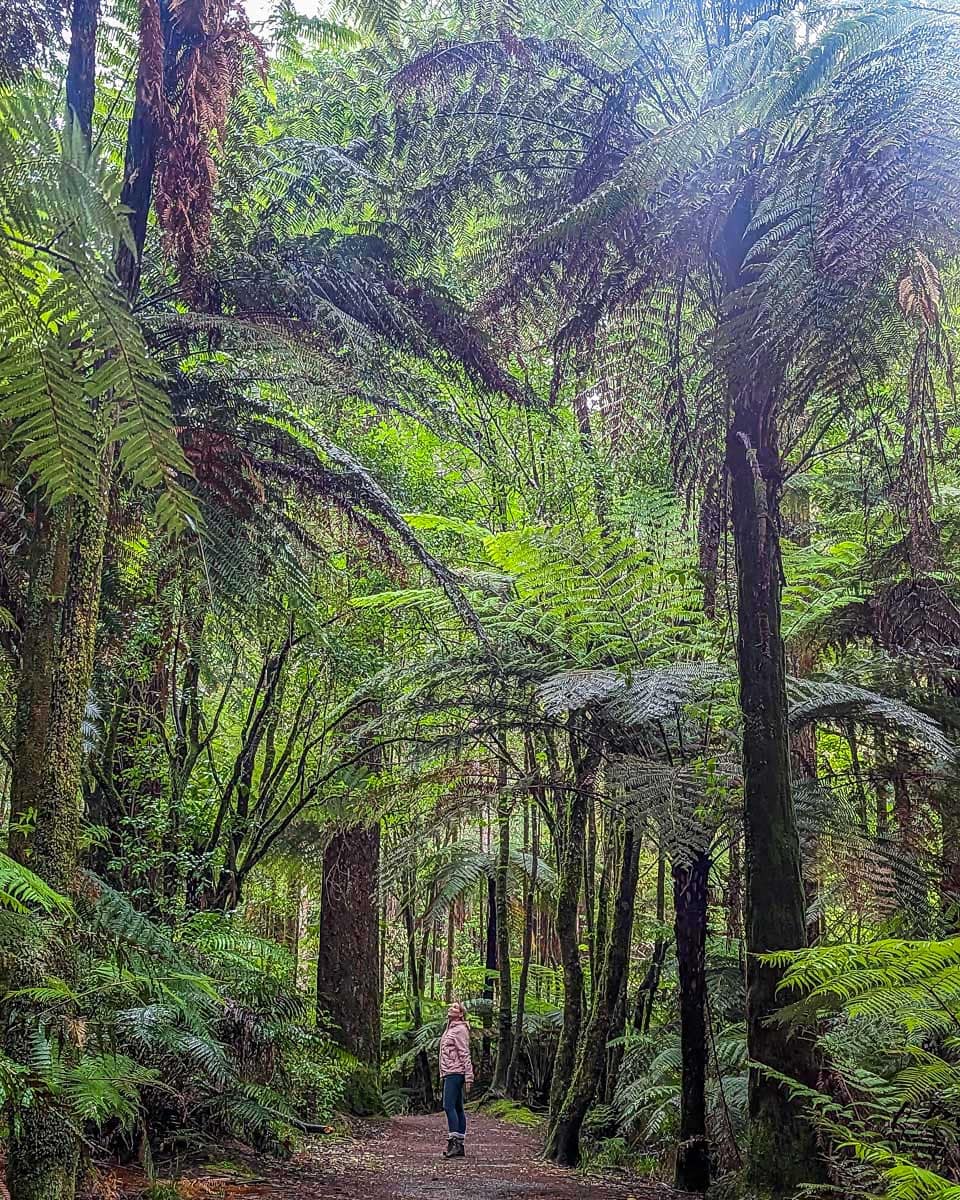 Bailey-walks-through-the-forest-in-rotorua-new-zealand