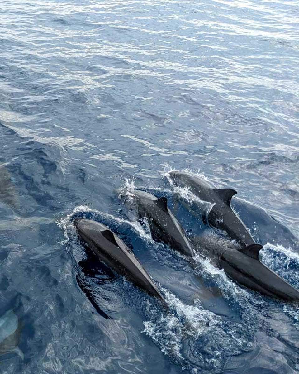 Bottlenose-dolphins-by-a-boat-on-a-whale-watching-tour-in-Auckland-New-Zealand