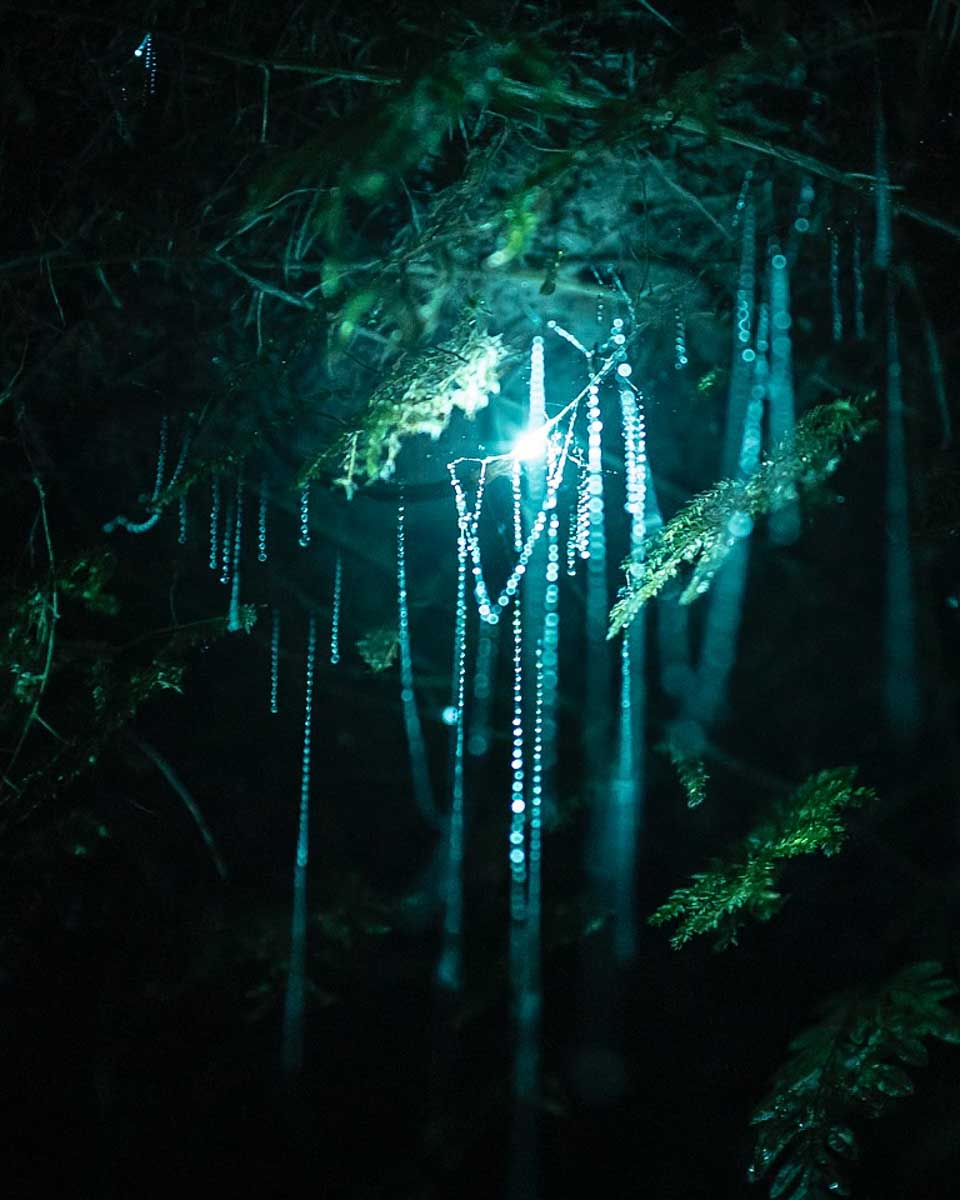 Glow worms seen up close on a tour with Taiao Adventures in Rotorua