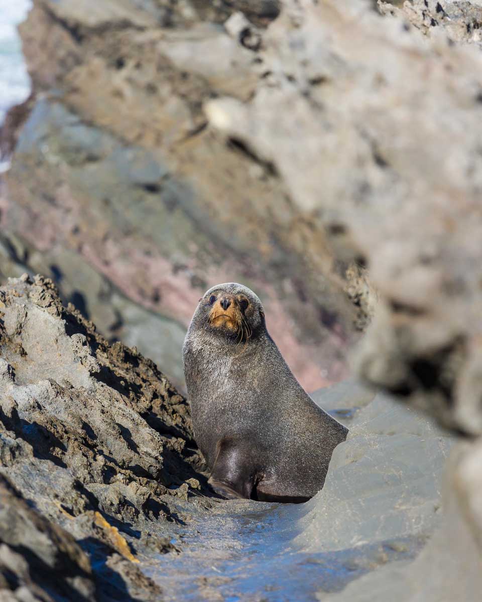 A fur seal seen on a tour from Wellington New Zealand