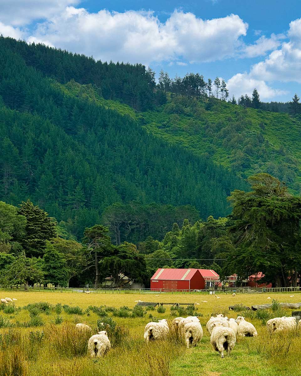 Battle Hill Farm Forest Park seen on a tour from Wellington New Zealand