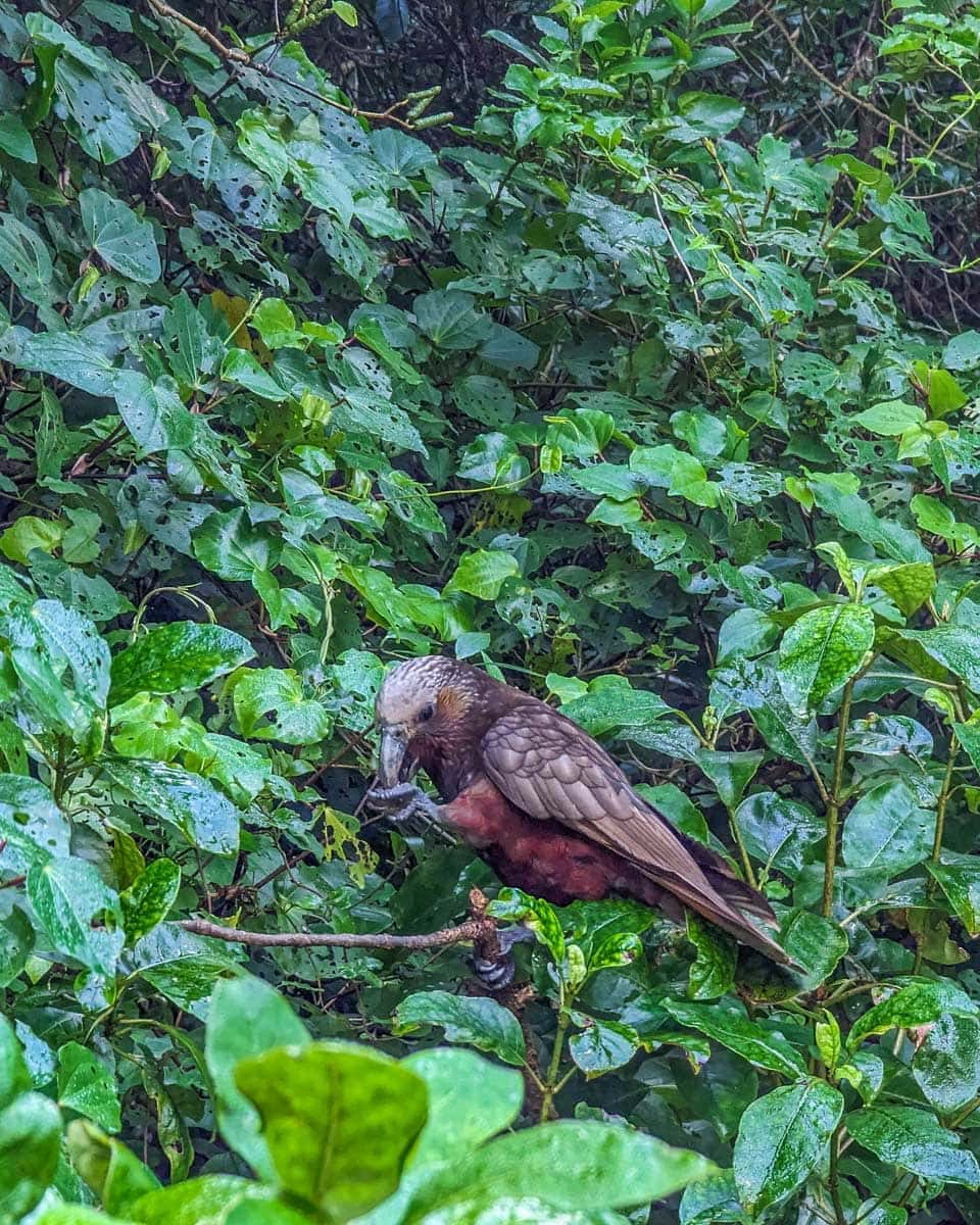 Kaka-seen on a tour to Kapiti Island on a tour from Wellington New Zealand
