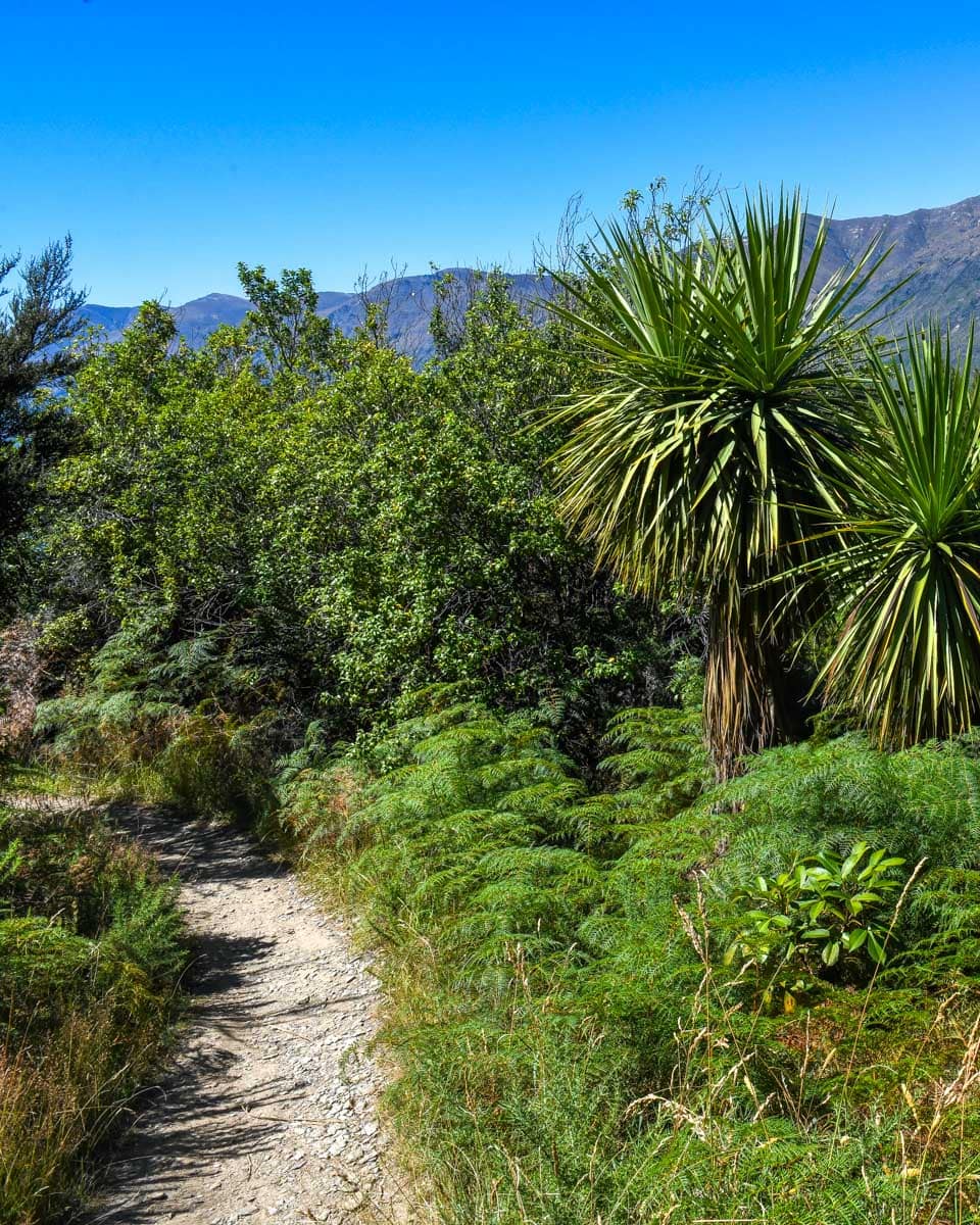 Landscape of Mou Waho scenic reserve Island near Wanaka New Zealand (1)